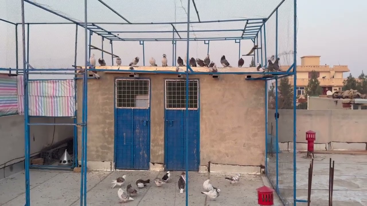 یه ویدیو کوتاه از کبوترا تقدیم به نگاه پاکتون #کبوتر_بلندپرواز #pigeon #عشق_کبوتر 