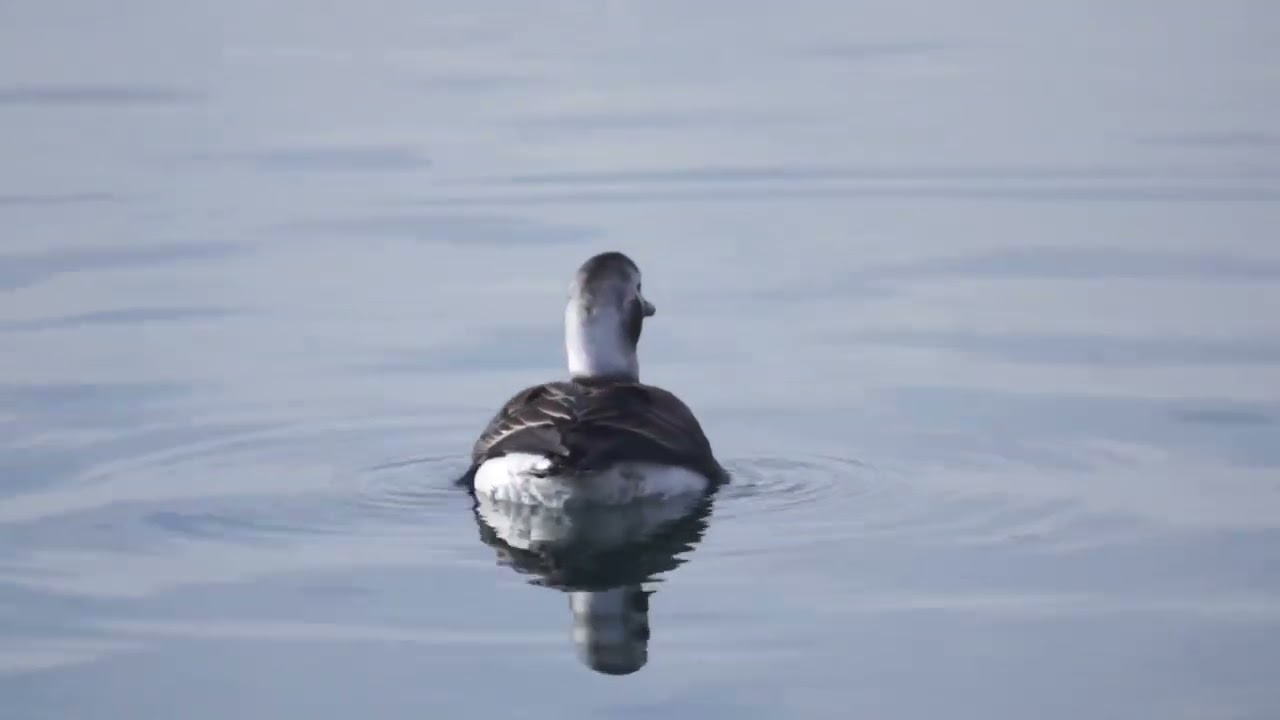 Female Long-tailed ducks come to feed @ Humber Bay Park
