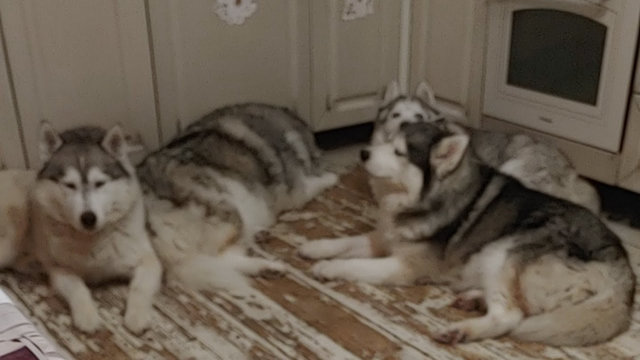 кот компот и  10 #хаски