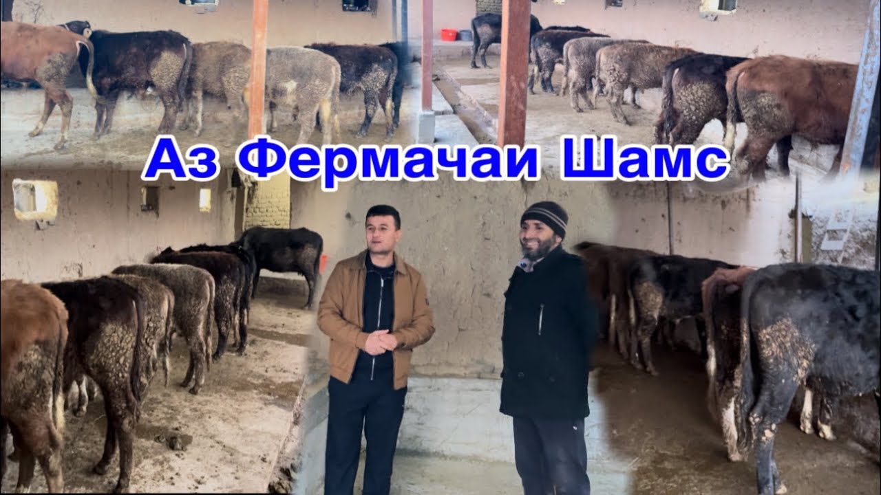 Аз Фермачаи Акаи Шамс парвариши Букача Ва Гови Гусоладор,        6 января 2026 г. 