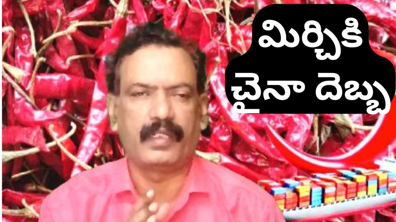 Guntur Mirchi China Rejected || Teja Mirchi Market Report Mirchi Dhara Explained