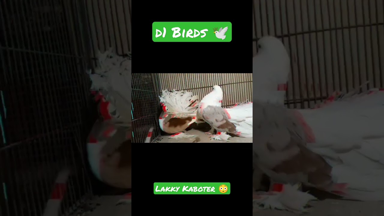 Lakky Kaboter #youtubeshorts #kaboter #viral #shorts king of loft