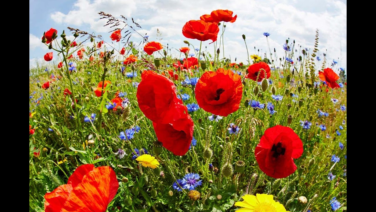 Weeds and Soil: Separating Fact From Gardening Lore