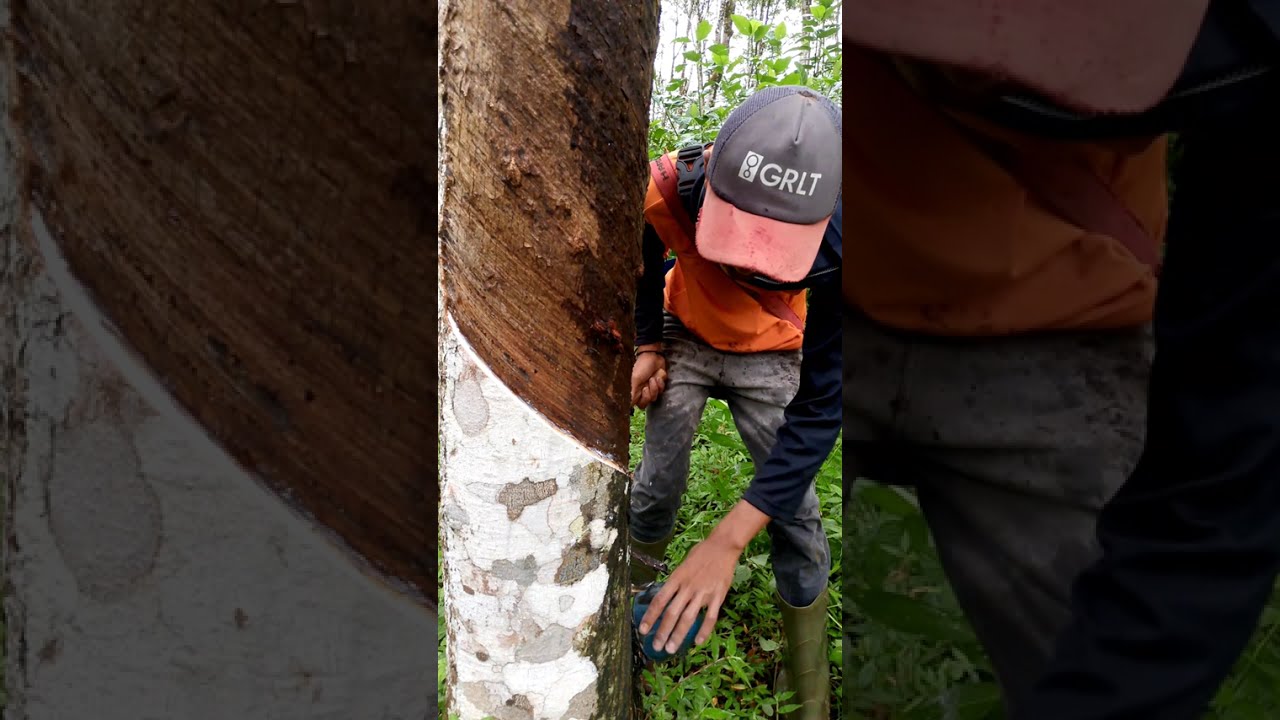 Proses penyadapan atau menoreh pohon karet @penderes karet