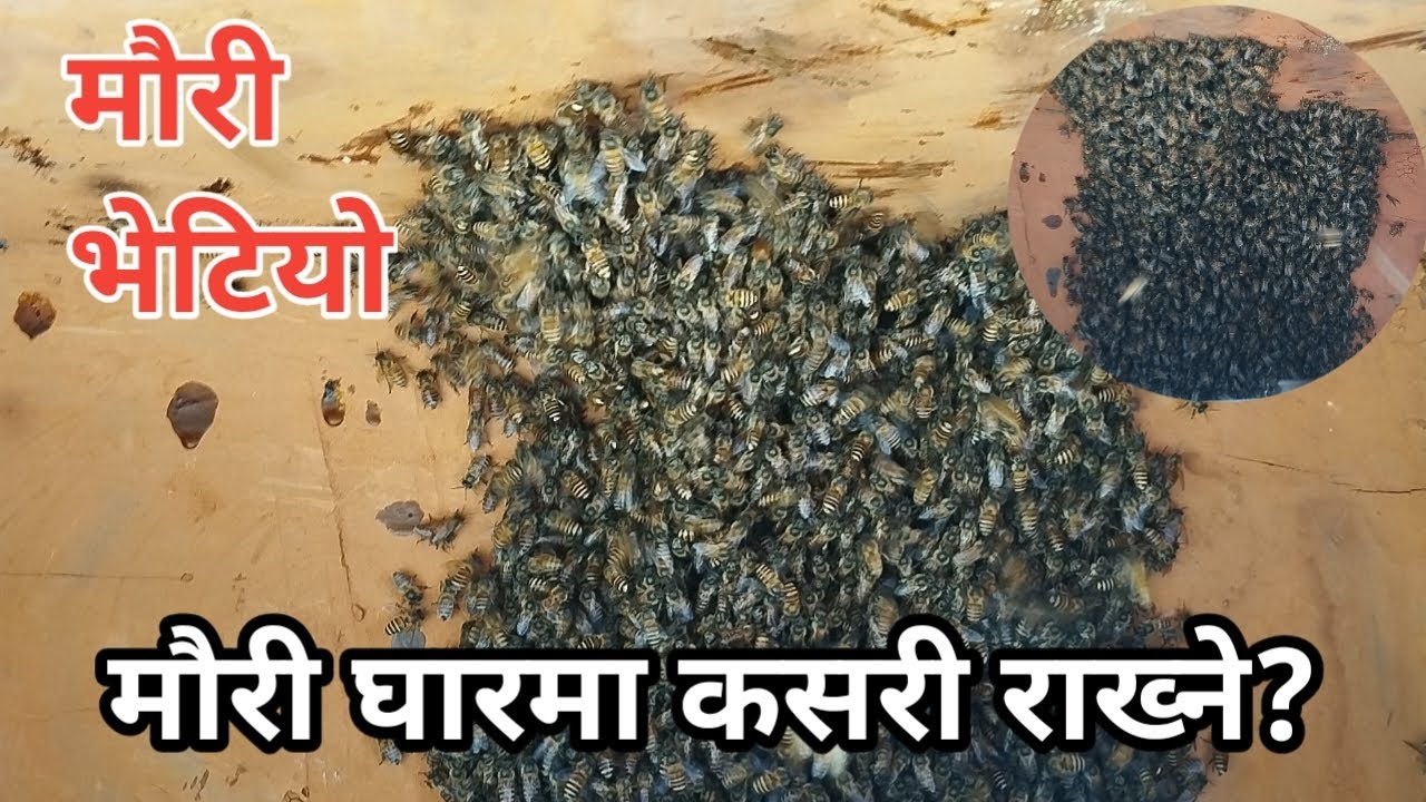 मौरी घारमा राख्ने तरिका | mauri palan kasari garne ? Gaule Brand | Bee keeping in Nepal