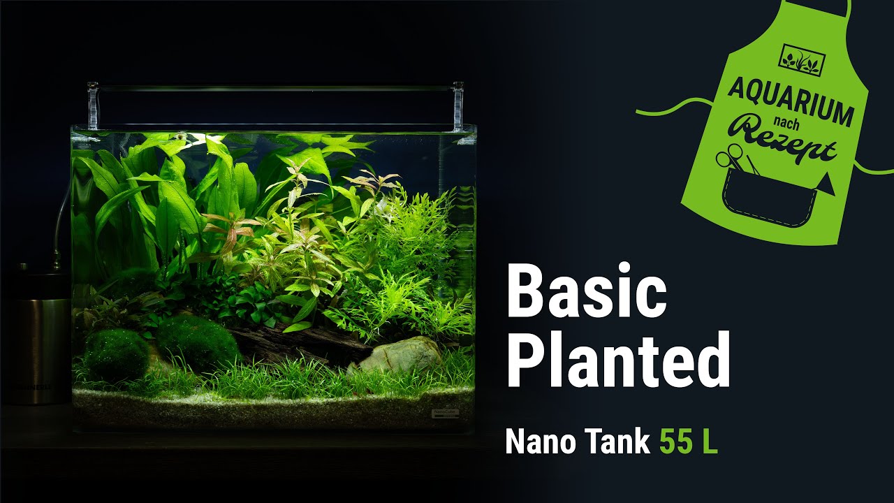 EINSTEIGER PFLANZAQUARIUM im 55L Nano Tank | Aquarium nach Rezept | DENNERLE