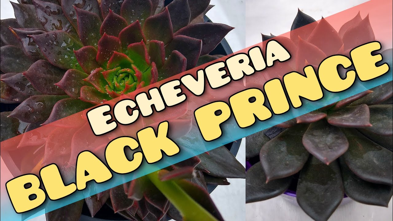 VEJA!! COMO CUIDAR DA ECHEVERIA BLACK PRINCE 😱😱 / Jardim de Suculentas