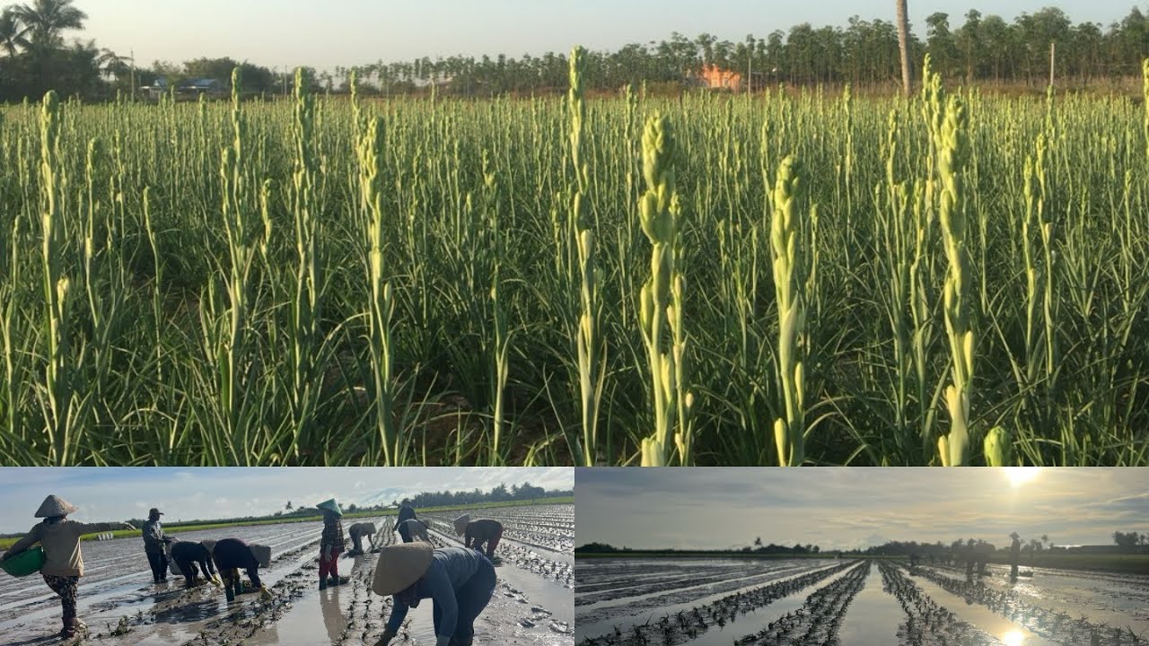 Xuống Giống Hoa Huệ Trắng Cho Kiệp Tết 2025-2026| Hoa Huệ Trắng Tây Ninh| Hoa Huệ Lê Vũ |