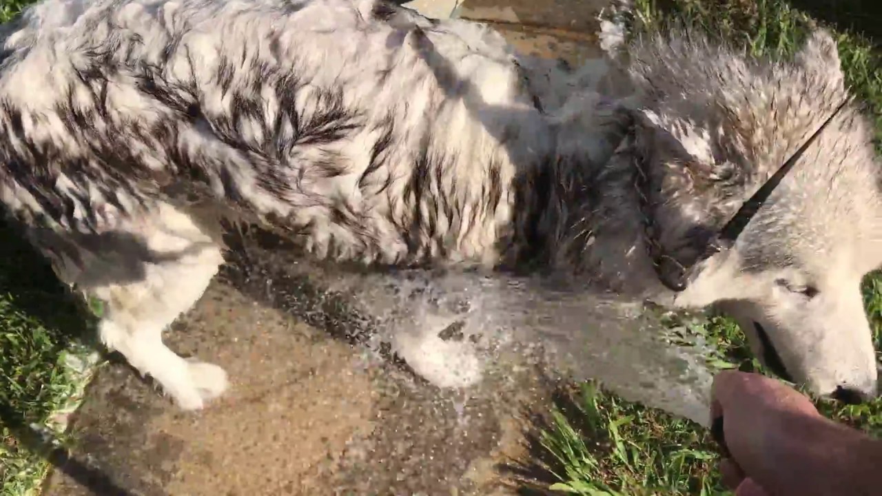 DOG CARE: HOW TO DESKUNK your dog   DETAILED video IN MEMORY OF CODY DOG Kodi Lee