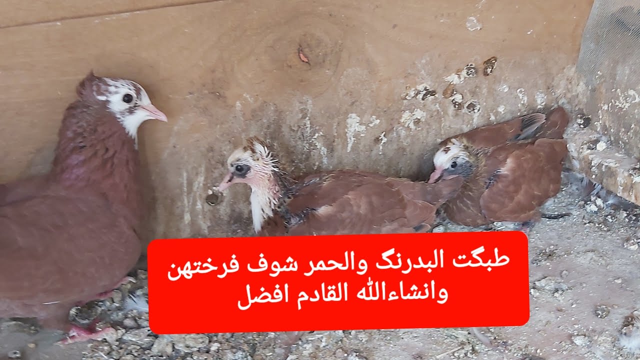 شوف بنات البدرنگ 👉