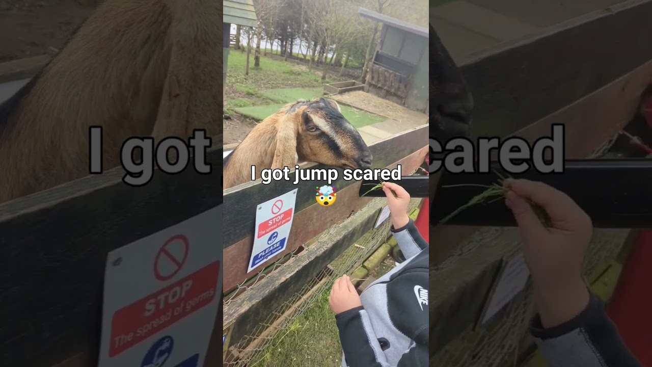 #goat #farm #scotland #scared #jumpscare #ahhh #animal