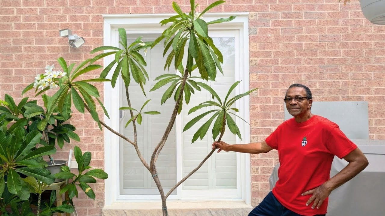 Everything you need to know about plumeria