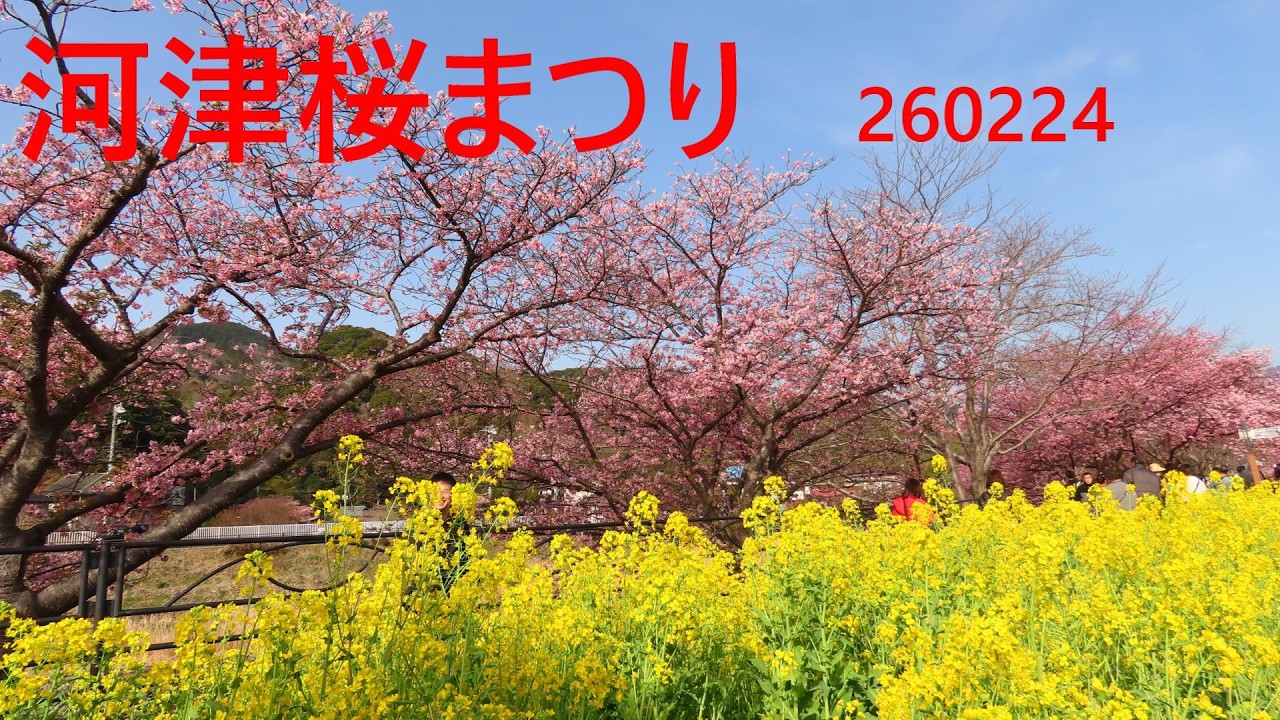 soukanonori 河津桜まつりsls 260224