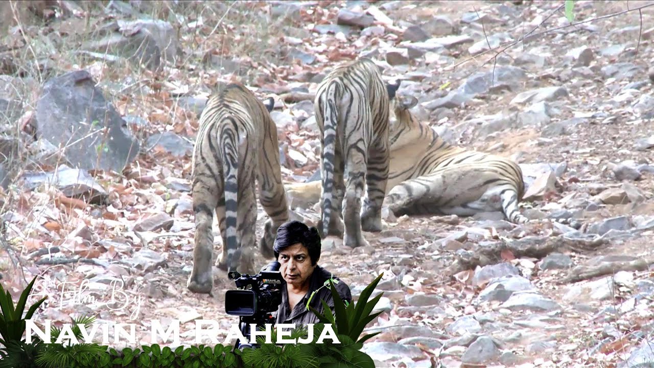 THE TIGER'S HEART - WILDERNESS DAYS