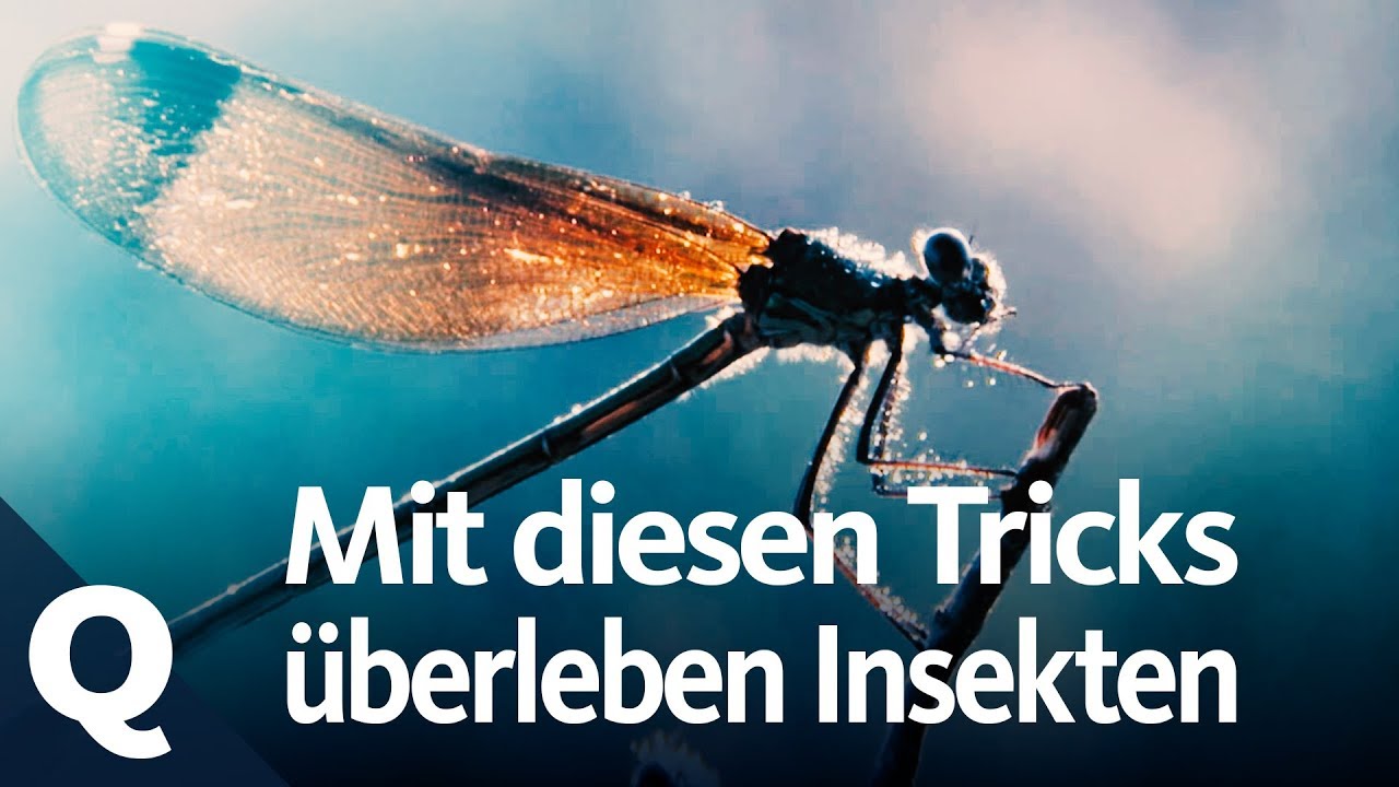 Top 5 Überlebenskünstler unter den Insekten | Quarks