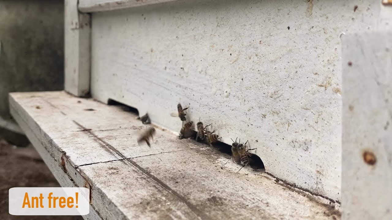 How to stop ants attacking your bees - Help protect your hive!