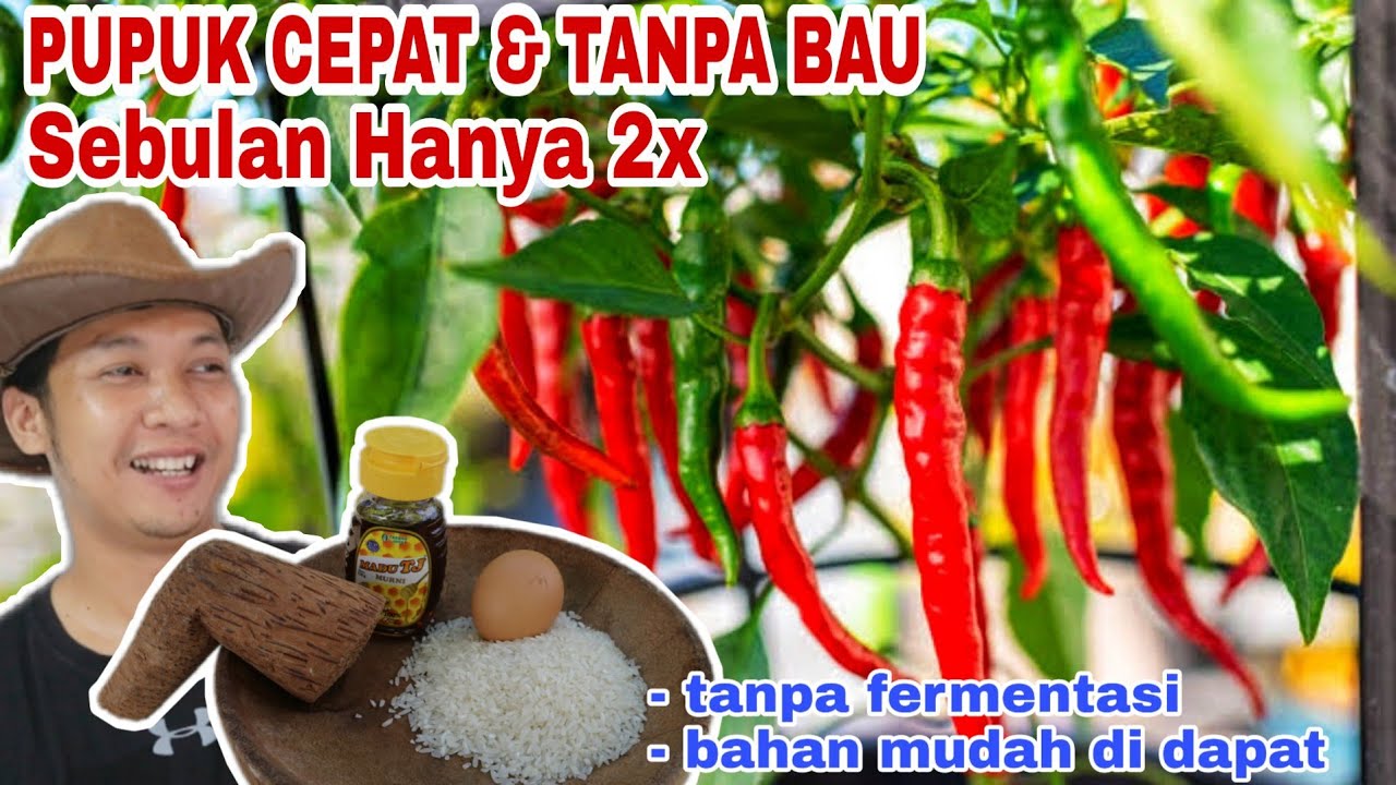 Pupuk Cair Kilat agar berbuah Cepat, Lebat & nonstop (Tanpa Fermentasi, tanpa Bau)