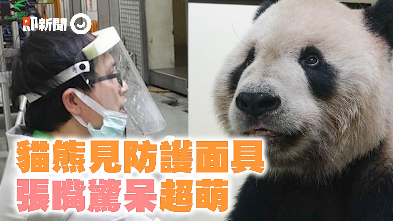 台北市立動物園貓熊防疫日常！見保育員戴防護面具「張嘴驚呆」｜熊貓｜木柵動物園｜保育類｜團團圓圓圓仔｜寵物動物