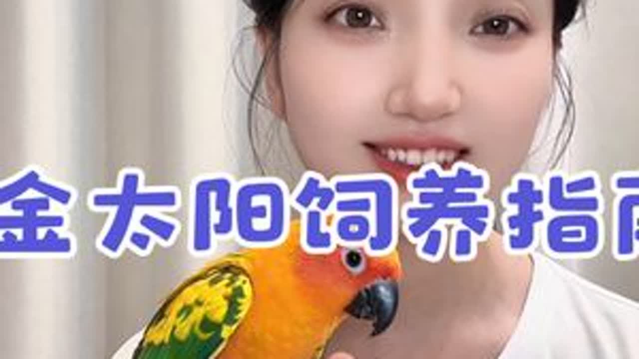 #金太阳鹦鹉 #金太阳鹦鹉饲养科普 #手养鹦鹉 #鹦鹉 #新手养鸟