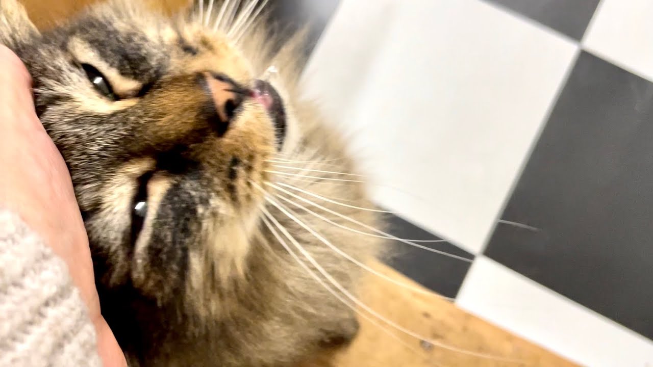Is it a meow emergency?