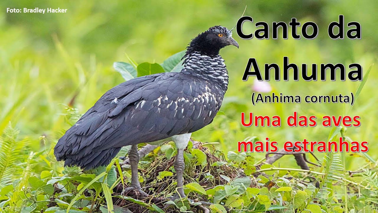 CANTO DA ANHUMA (Anhima cornuta)  #Horned-Screamer SINISTRA!!! #cantodepássaros #avesdobrasil