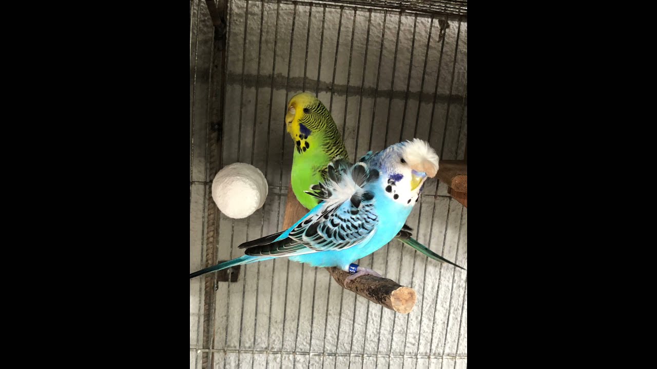 Hagoromo x budgie project update