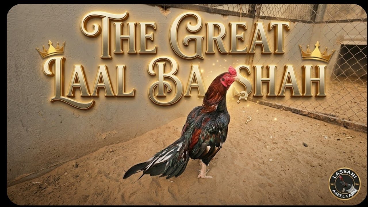 Aaj shoq wala vlog ha bhai sahabbb