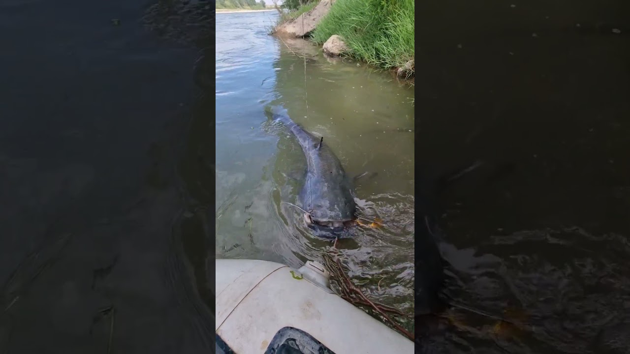 #bigfish #catfish #ebro #fishing #pesca #river #siluro #monster