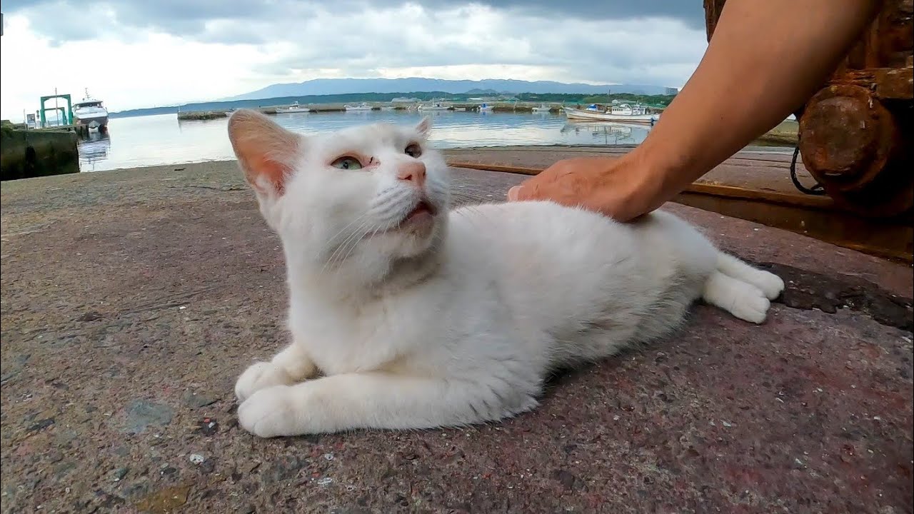 漁港の白猫ちゃん舟の修理場所にいたので撫でると喜んでゴロンゴロン転がった