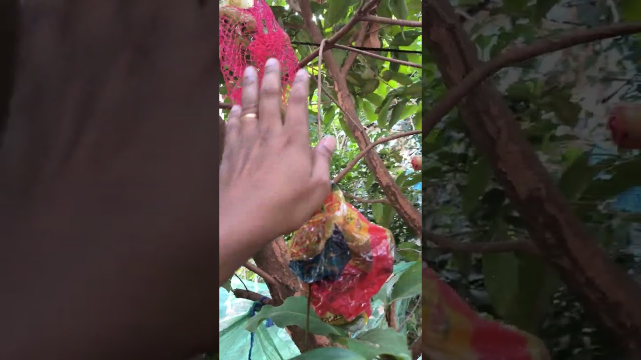 Dalhari water apple plants for sale ഡൽഹാരി ചാമ്പ തൈകൾ