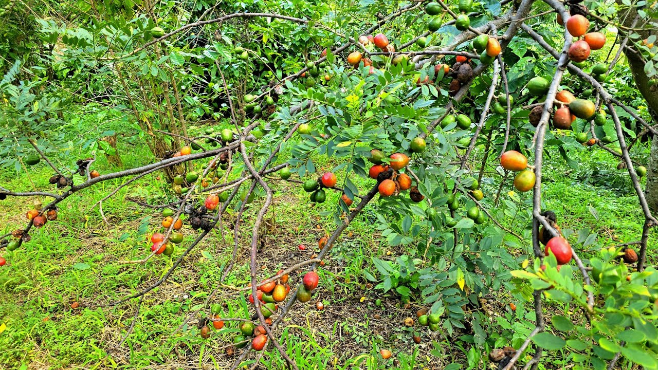 EL JOCOTE DE CORONA UNA DE LAS FRUTAS MAS DELICIOSAS DE EL SALVADOR 