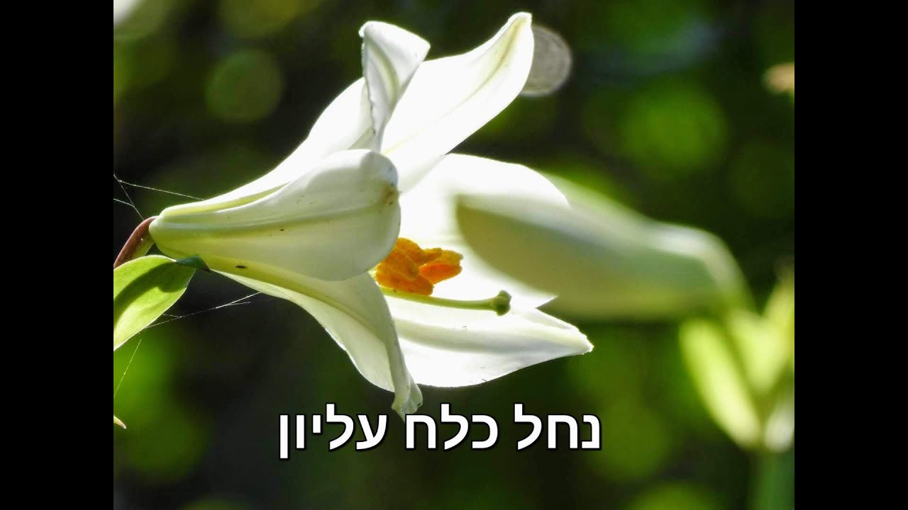נחל כלח עליון