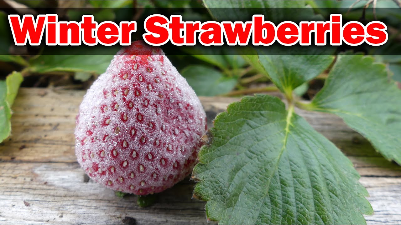 Winterizing Strawberries - The Definitive Guide To Preparing Your Strawberry Plants For Winter!