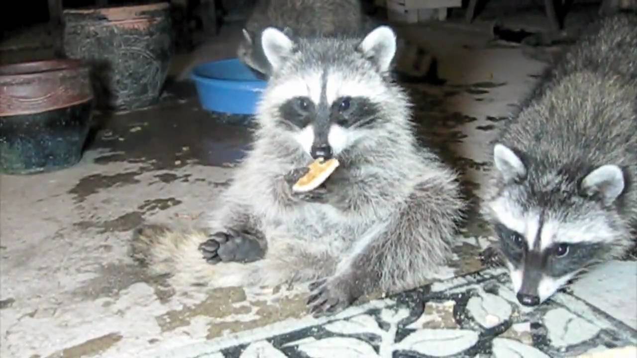 The Cutest Little Baby Raccoon