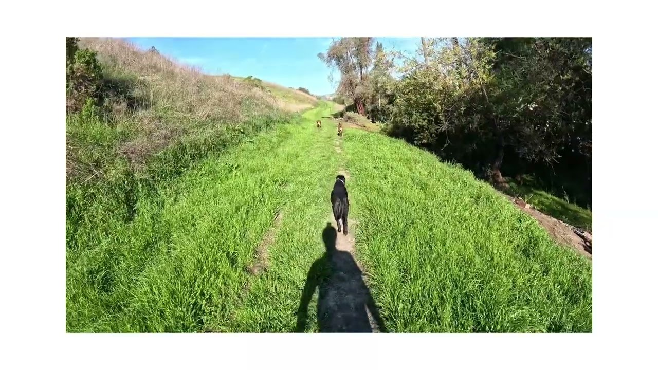 Go pro edit of 2-24-26 pack walk