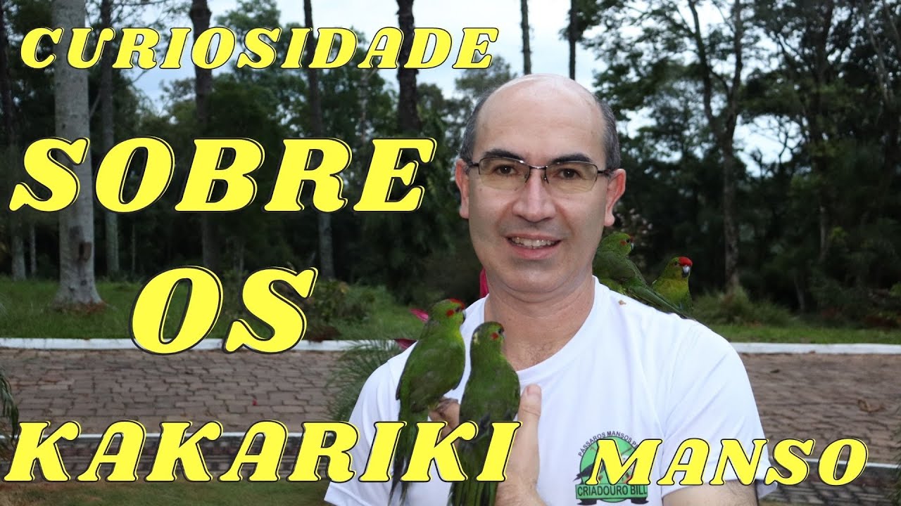 KAKARIKI UM PÁSSARO MUITO MANSO COMO PET!