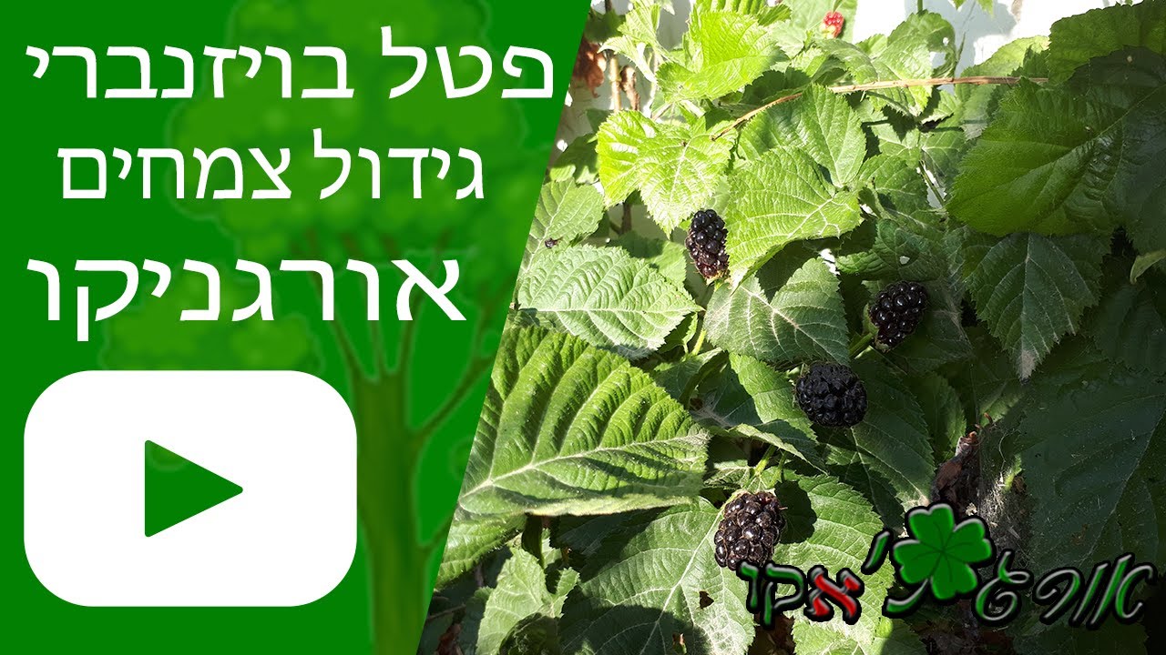 פטל בויזנברי - גידול צמח - אורגניקו