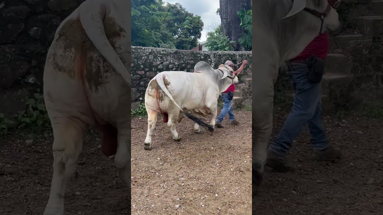 Toro brahman gris puro de 2 a&ntilde;os con vacas pre&ntilde;adas por inseminaci&oacute;n, ganader&iacute;a en Colombia 🇨🇴