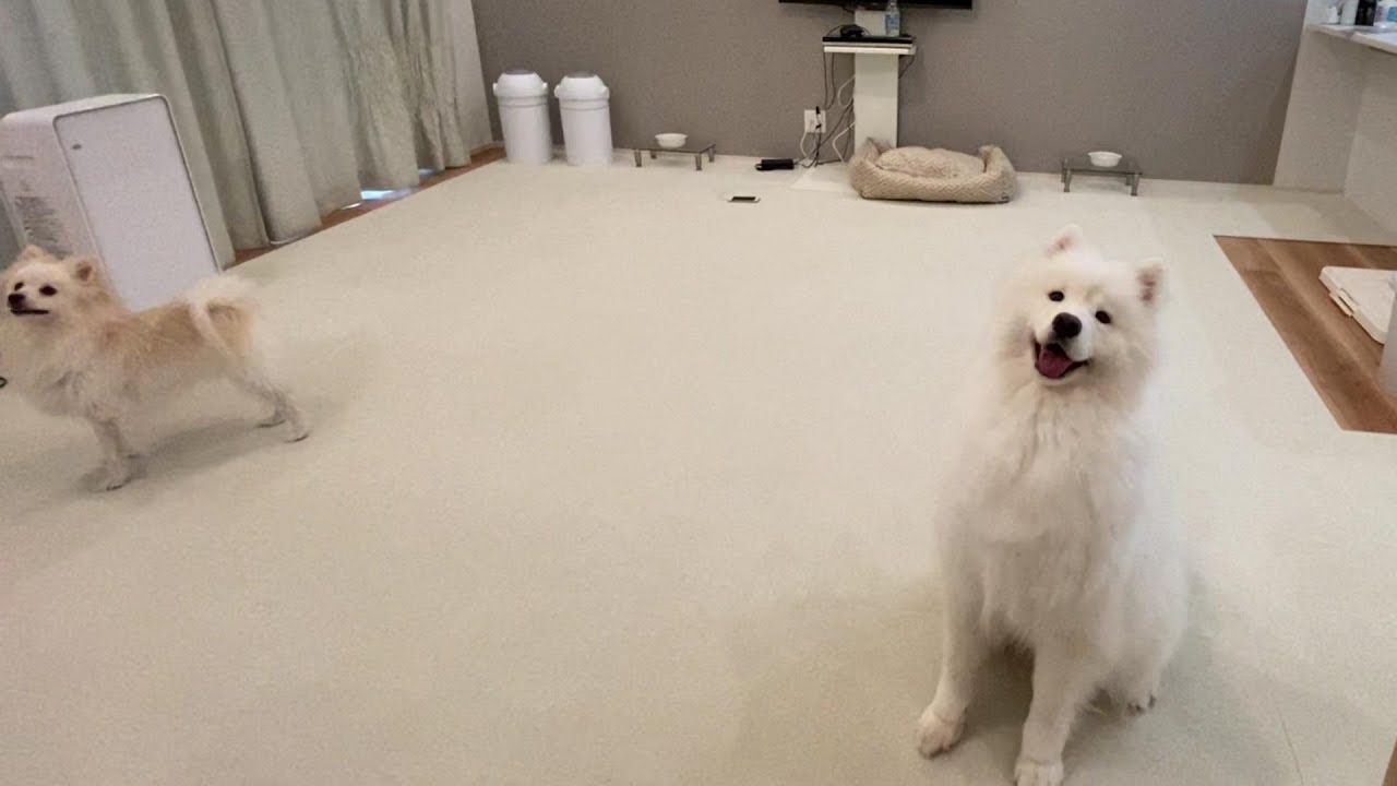 新しいタイルカーペットに興奮する犬🐶サモエドのネモ&mix犬シェリー