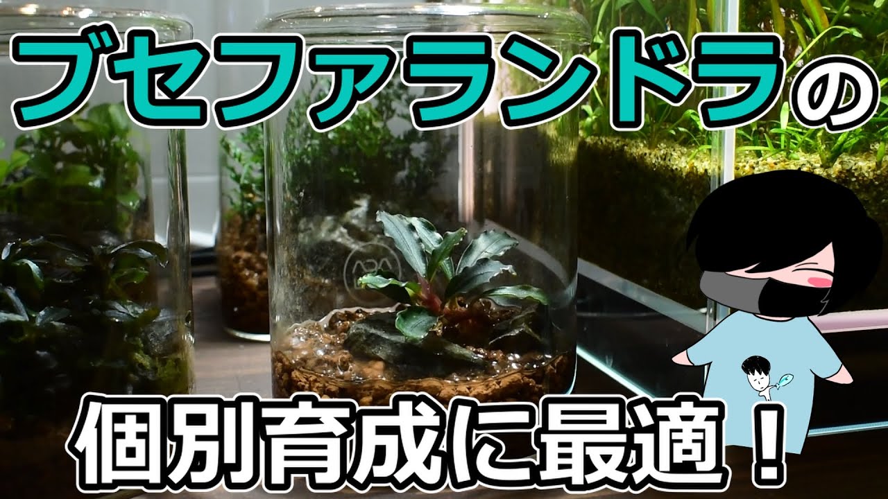 最高のガラスポット見つけた！standard productsのガラスポットをレビュー！#58【アクアリウム】