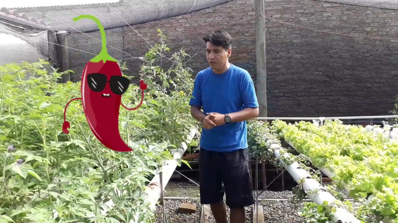 tomate hidropónico, sistema NFT
