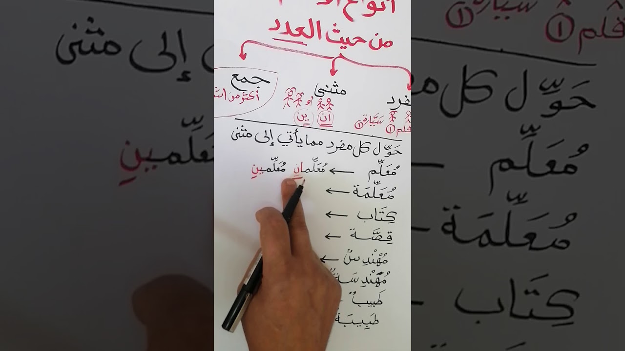 أنواع الاسم من حيث العدد