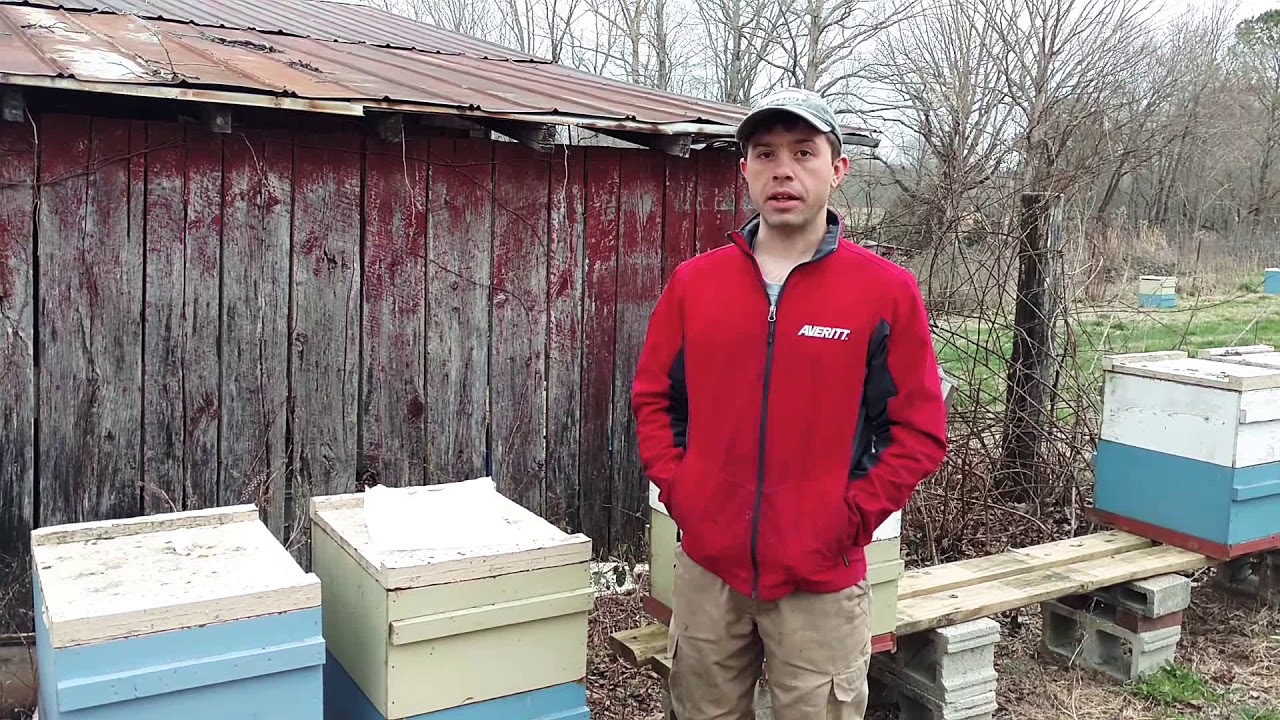 How to feed pollen patties to bees