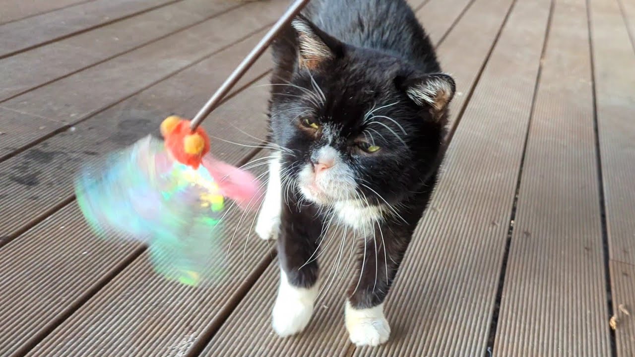 首の動きがキレッキレな猫