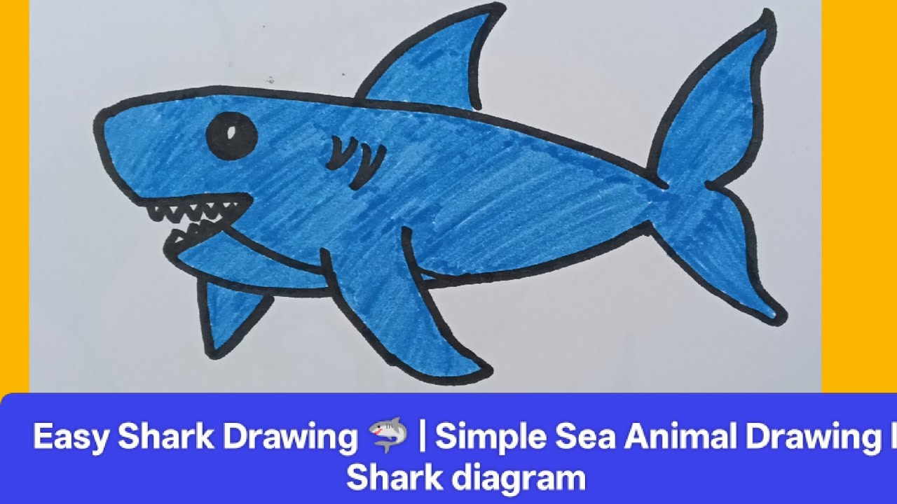 How to Draw a Shark | Shark diagram l Shark drawing step by step l Easy Sea Animal Drawings l Shark