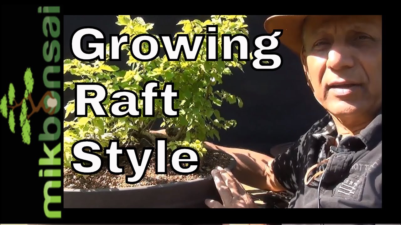 Growing Raft style tree Part 3 | from Left over of air layer by mikbonsai