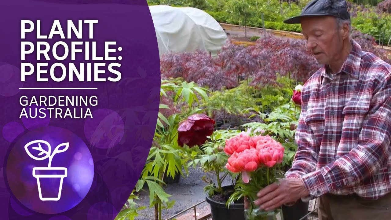 Plant Profile: Peonies