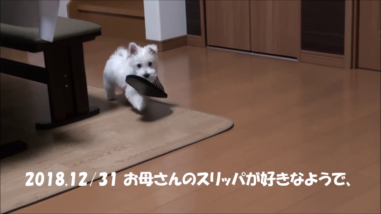 2018 12 16～2019 01 10 チャッピー
