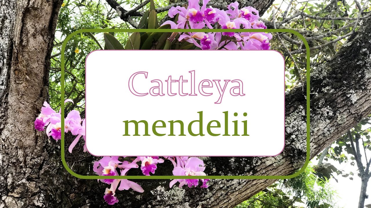 Cattleya mendelii con doña Ligia | Alma del bosque en Santander, Colombia