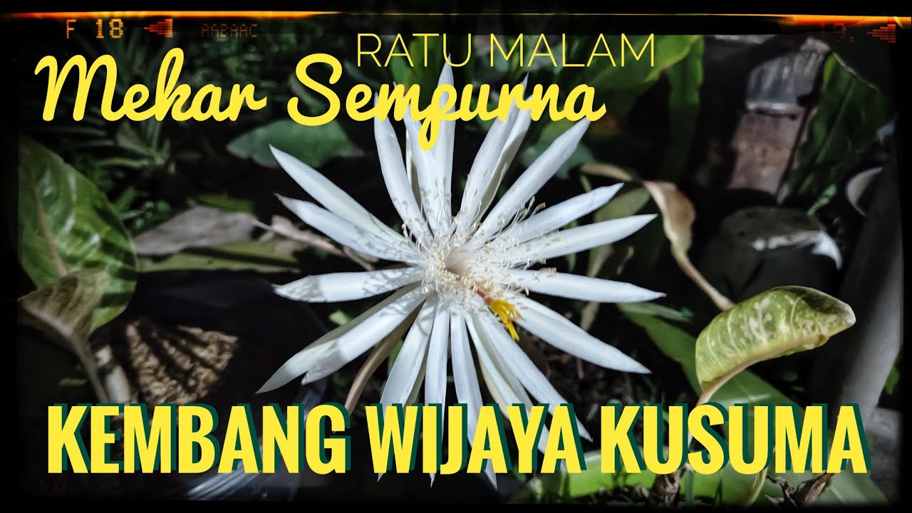 Melihat kembang Wijayakusuma mekar sempurna, pertanda apa ya ?